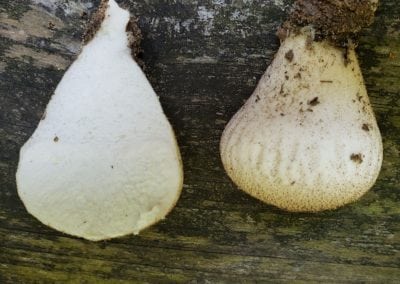 Sliced View of Gemcap Puffballs