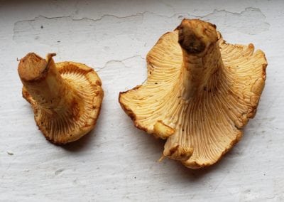 Chanterelle Mushrooms