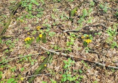 Chanterelle Patch
